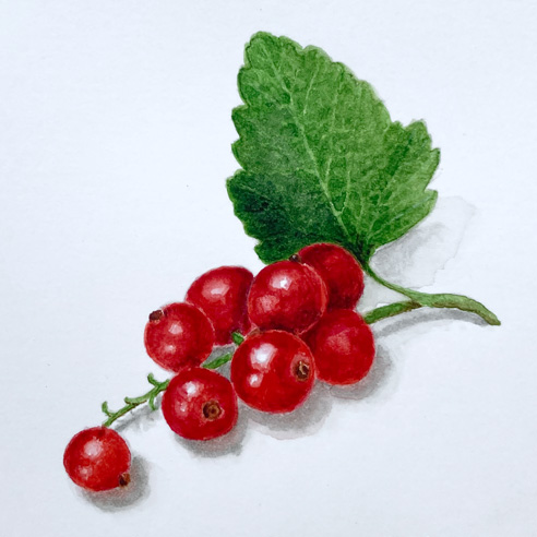 Jeannette Dubielzig, "Red Currant", Aquarell